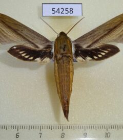 54258p Sphingidae Xylophanes tersa Dominicana $9